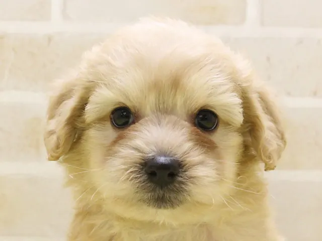 広島県のハーフ犬・ミックス犬 (ペッツワン広島LECT店/2025年3月21日生まれ/男の子/クリーム)の子犬